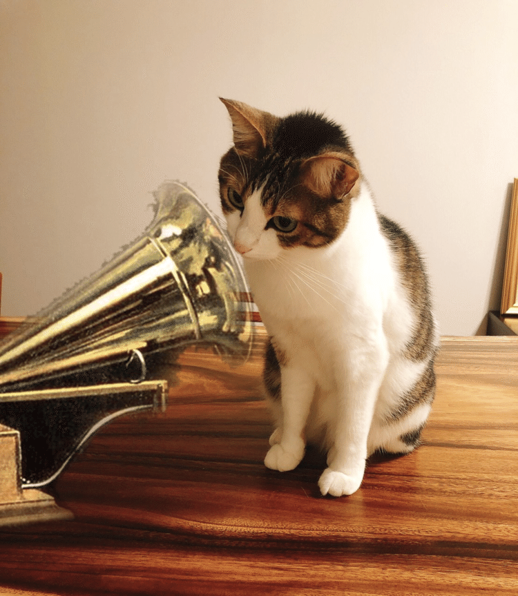 どこかで見た構図じゃありませんか？そう、Victorの犬の絵。His Master's Voice。商標として1900年から使われている。これはその猫版。ビクターの犬は、亡き飼い主の声が蓄音機から流れ出るのに耳を傾けていた、と言う。この子は何をしているのだろう？面白がってやらせているのは人間です。猫もなかなか絵になります。