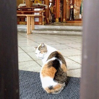 ねこのまんま