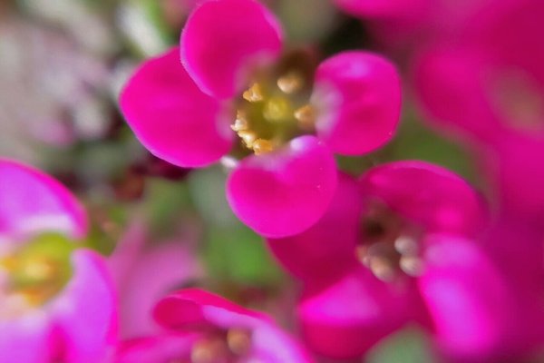 アリッサムの別名庭なずな庭薺花言葉は美しさを超えた価値素直 の新着タグ記事一覧 Note つくる つながる とどける アリッサムの別名庭なずな庭薺花言葉は美しさを超えた価値素直 の新着タグ記事一覧 Note つくる つながる とどける