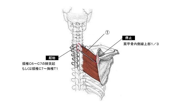 菱形筋