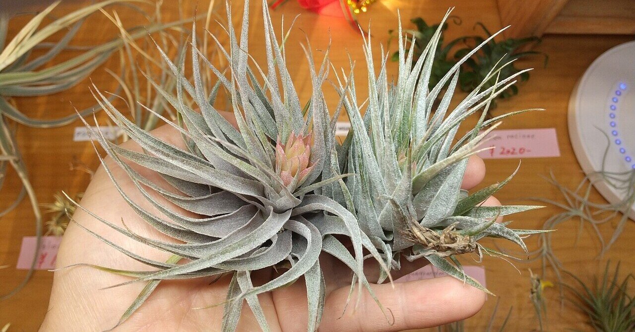 チランジア入荷リスト12/16|NatureGarden🌿神田 チランジア入荷リスト12/16|NatureGarden🌿神田