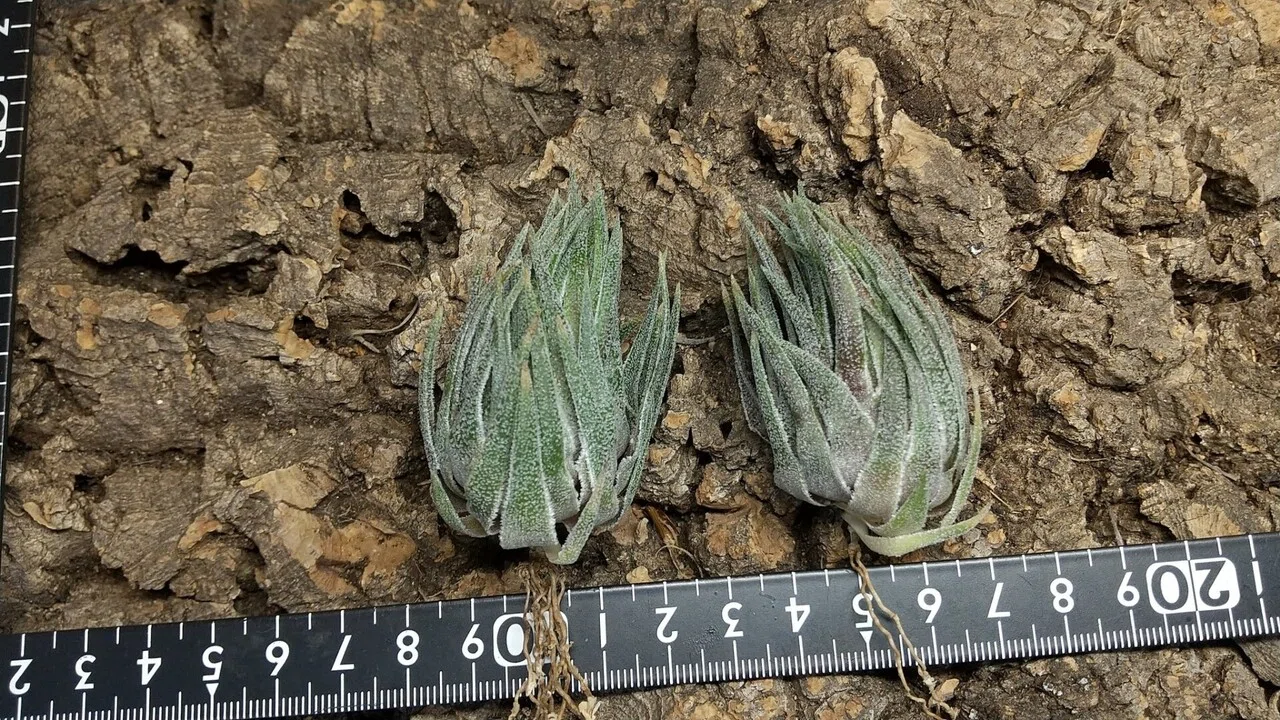 チランジア入荷リスト12/16｜NatureGarden🌿神田