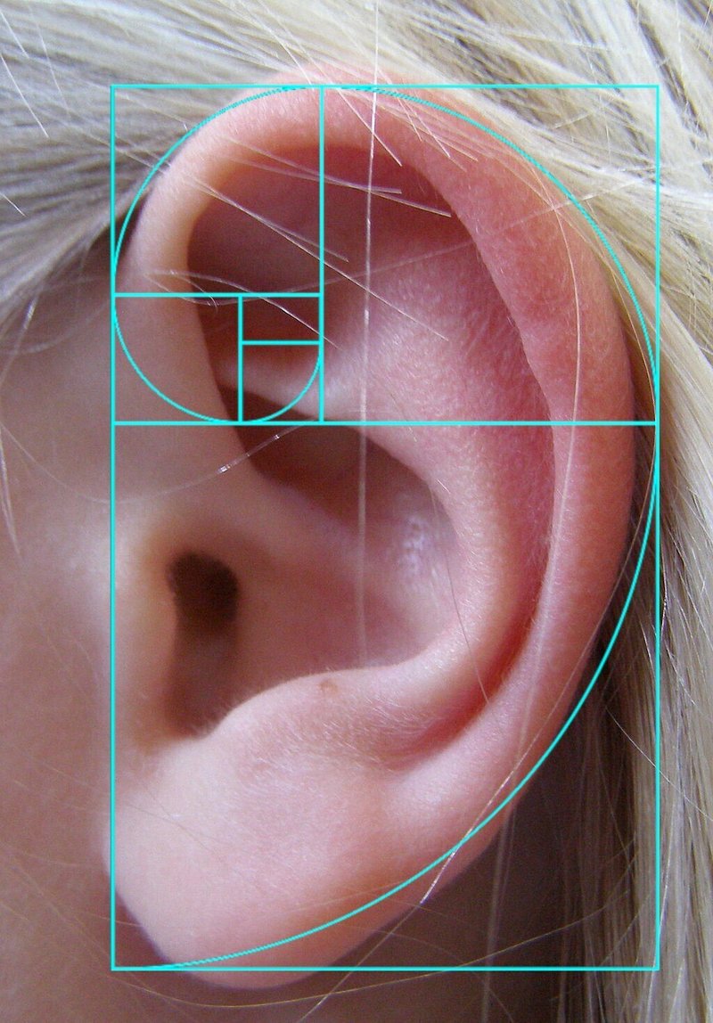 耳の黄金螺旋