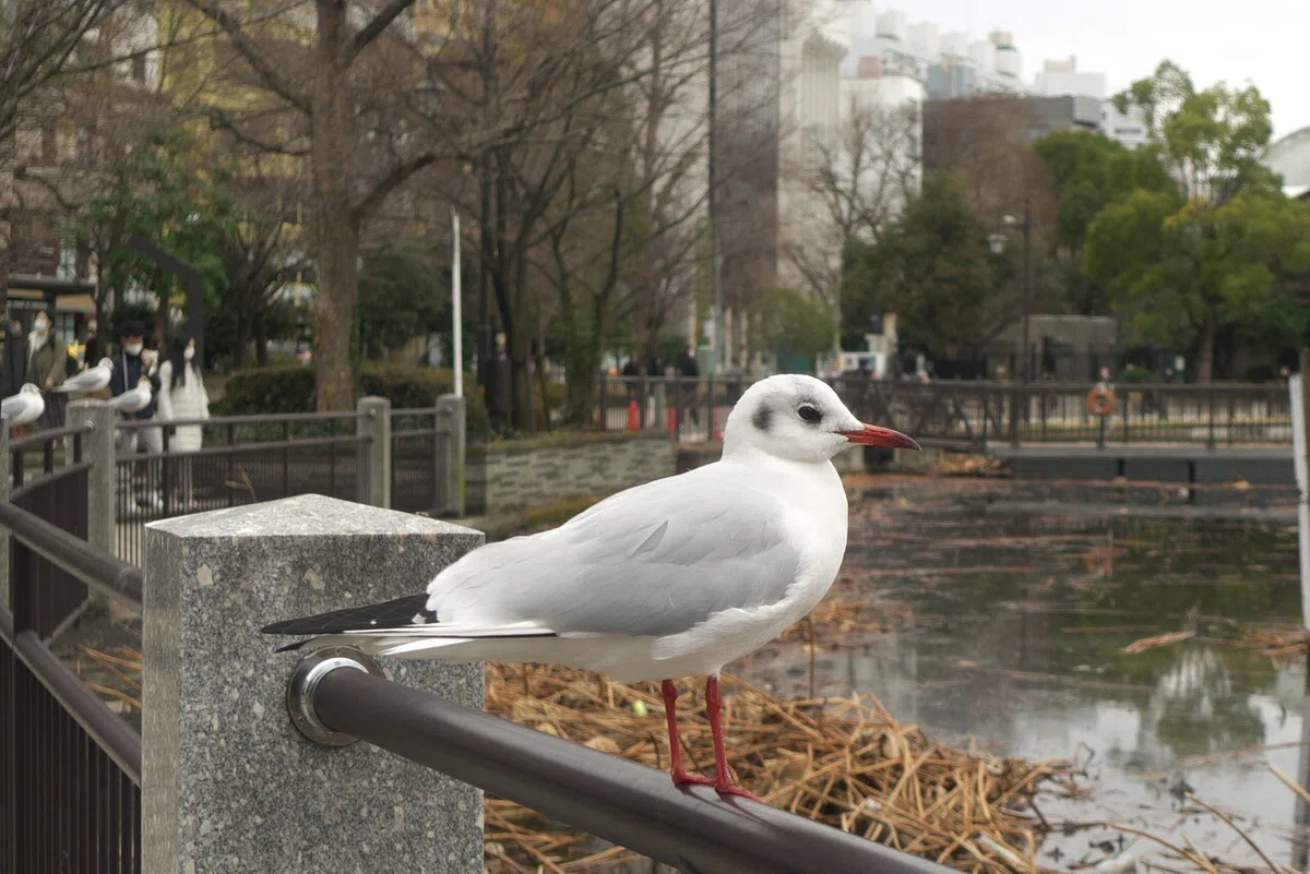画像1