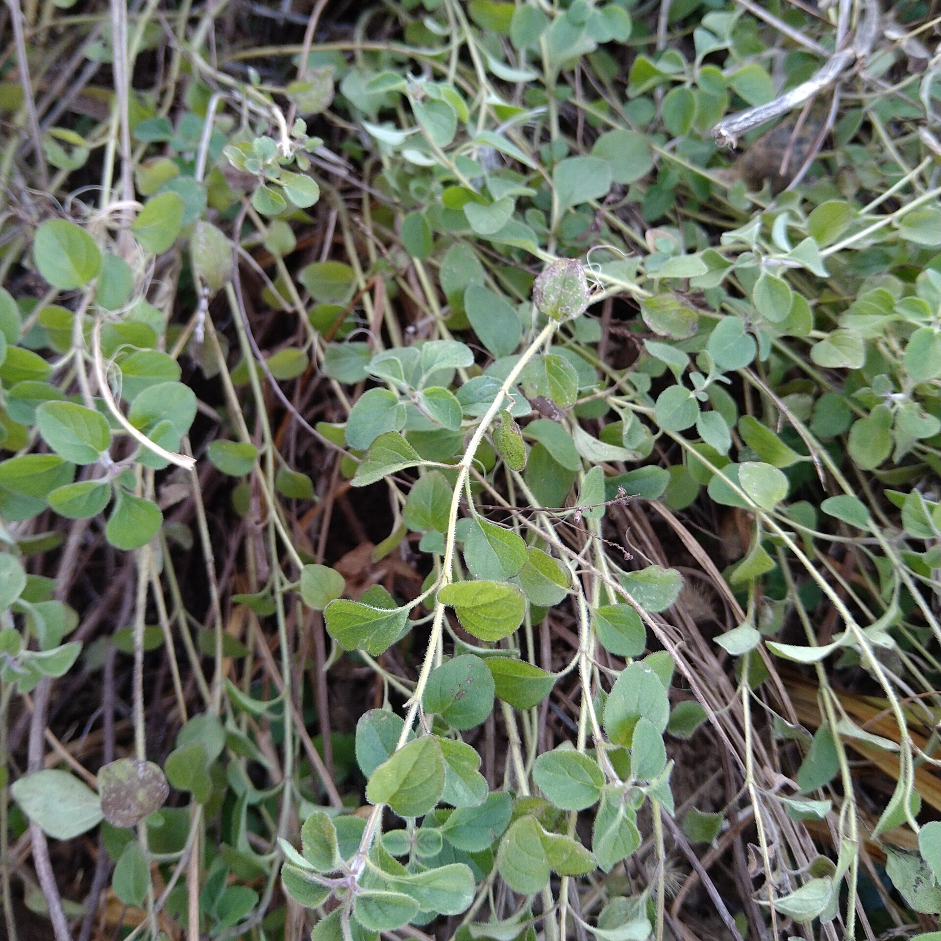 オレガノ の新着タグ記事一覧 Note つくる つながる とどける