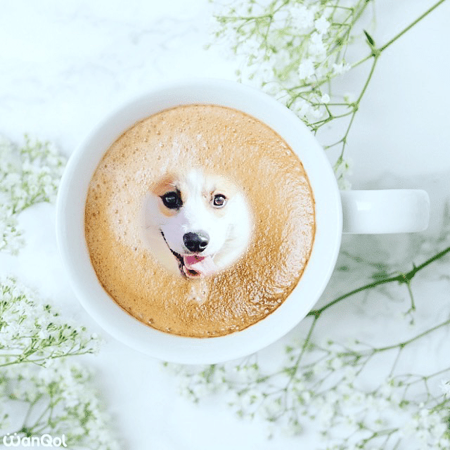 コーギーのラテアート☕️