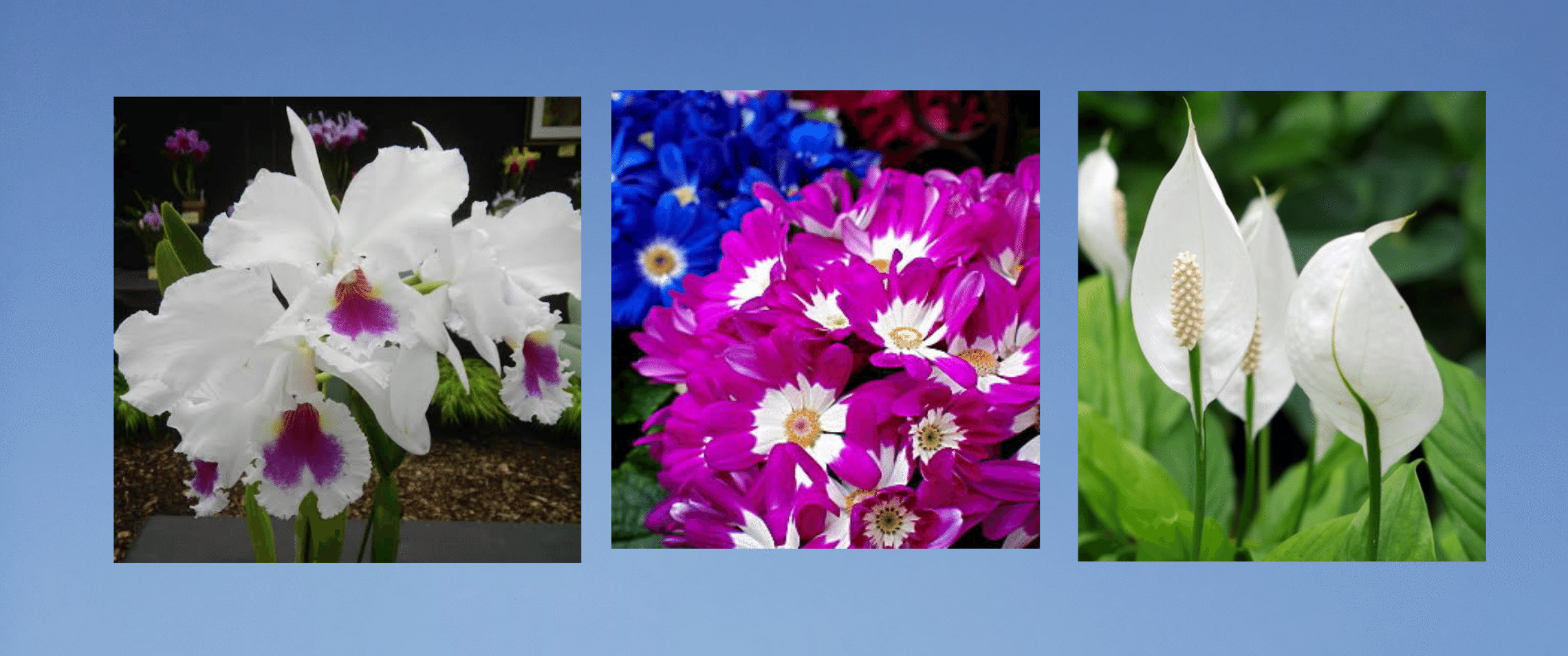 清らかな心の関連名言 の新着タグ記事一覧 Note つくる つながる とどける