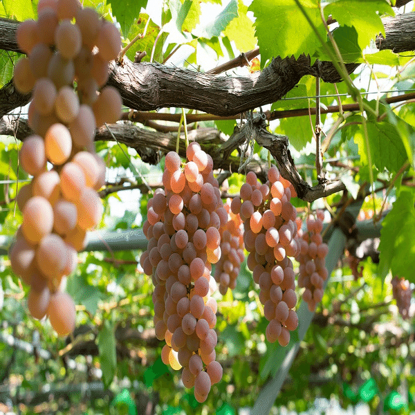 山ぶどう 12㎏ 山形県月山山麓産③ 【公式通販】