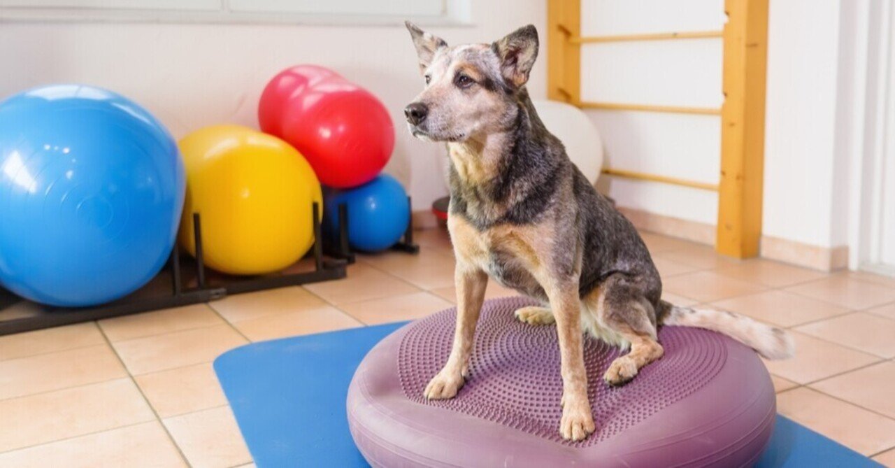 犬の運動不足を解消 バランスボールで効果的に筋肉をつけよう Nagataku Note 犬の運動不足を解消 バランスボールで効果的に筋肉をつけよう Nagataku Note