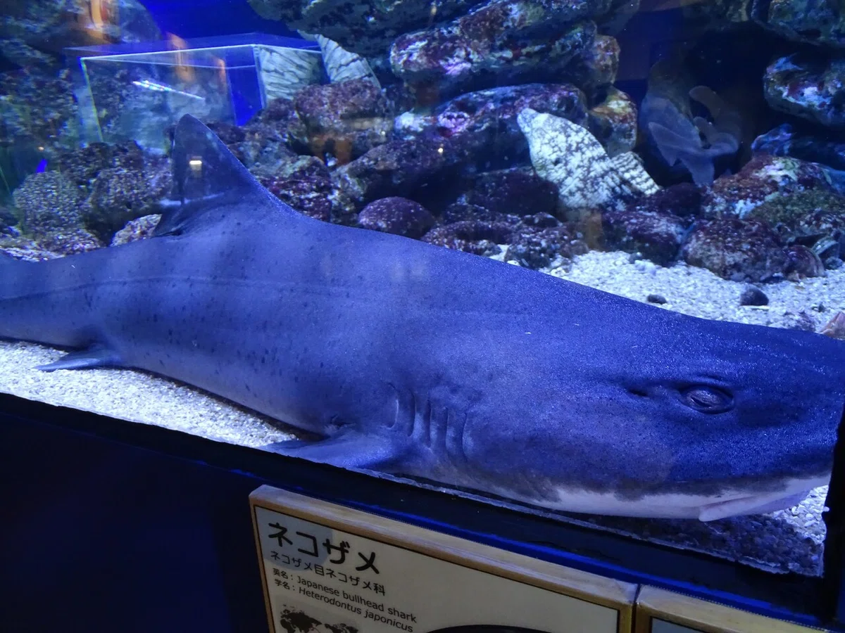 画像51