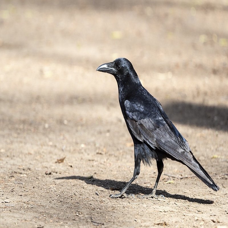 カラス沼へようこそ やみつきになるカラス観察の魅力 ブンイチ 文一総合出版 Note
