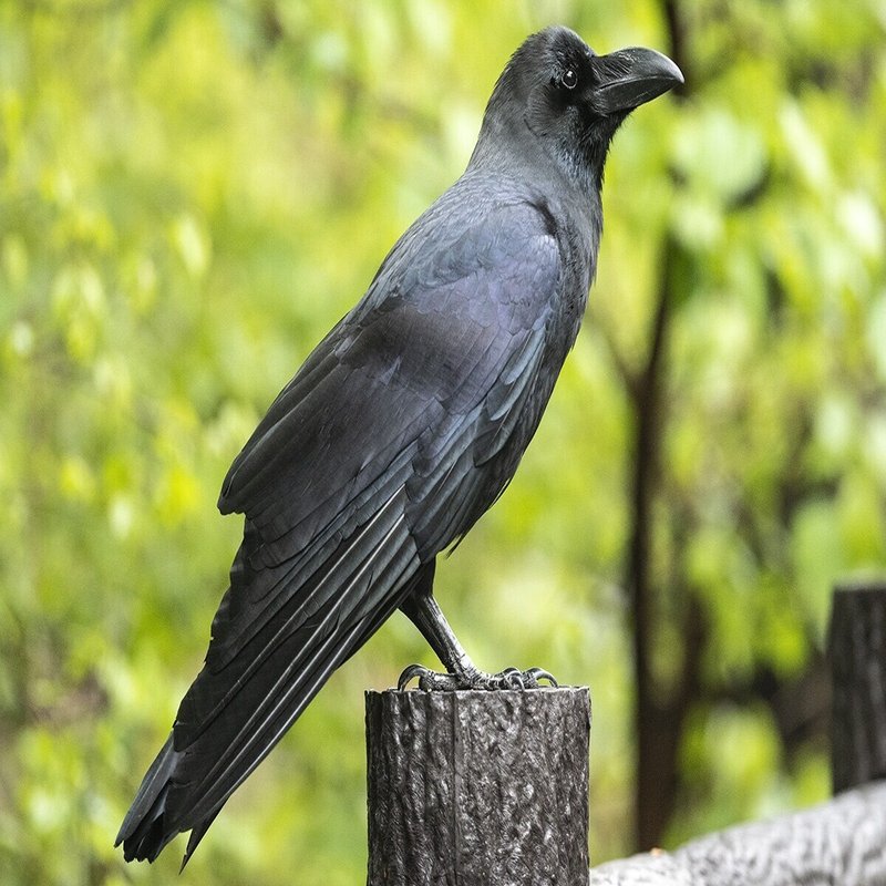 カラス沼へようこそ やみつきになるカラス観察の魅力 ブンイチ 文一総合出版 Note