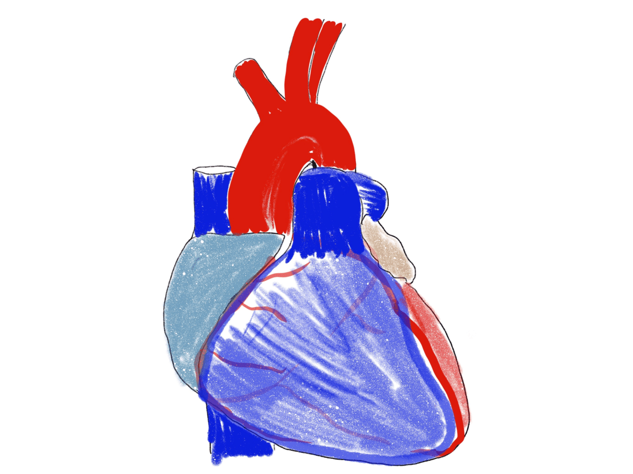 心臓の解剖は 骨格 から Wing先輩 Note