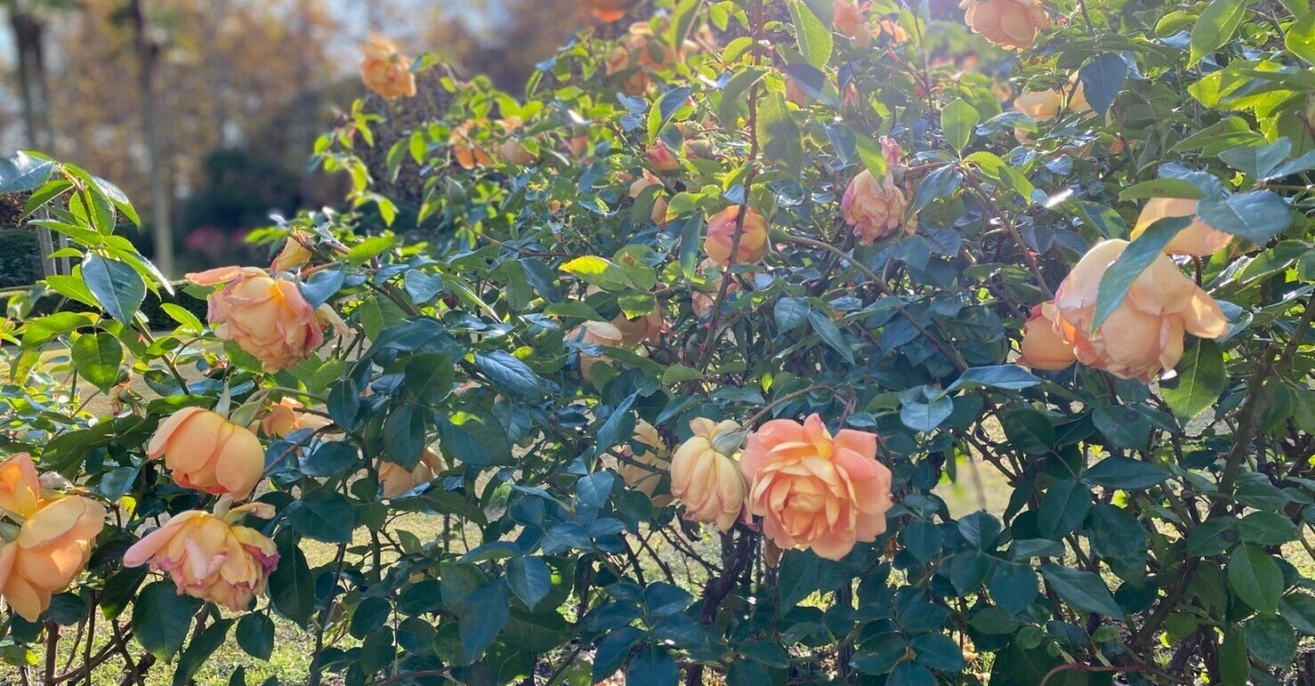 異性として見れない なんて 絶対に言えない 稲福竜生 Note 異性として見れない なんて 絶対に言えない 稲福竜生 Note