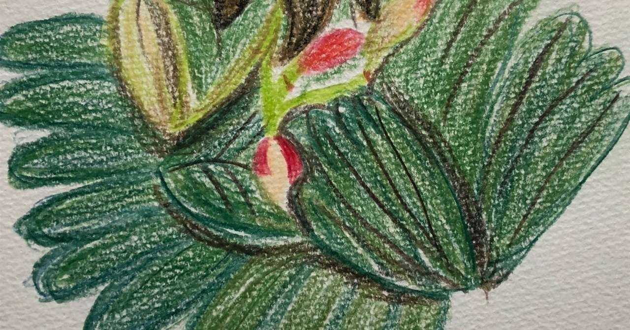 この植物の正体は アセアンそよかぜ 12月から旅野そよかぜに改名 旅と東南アジア小説 Note