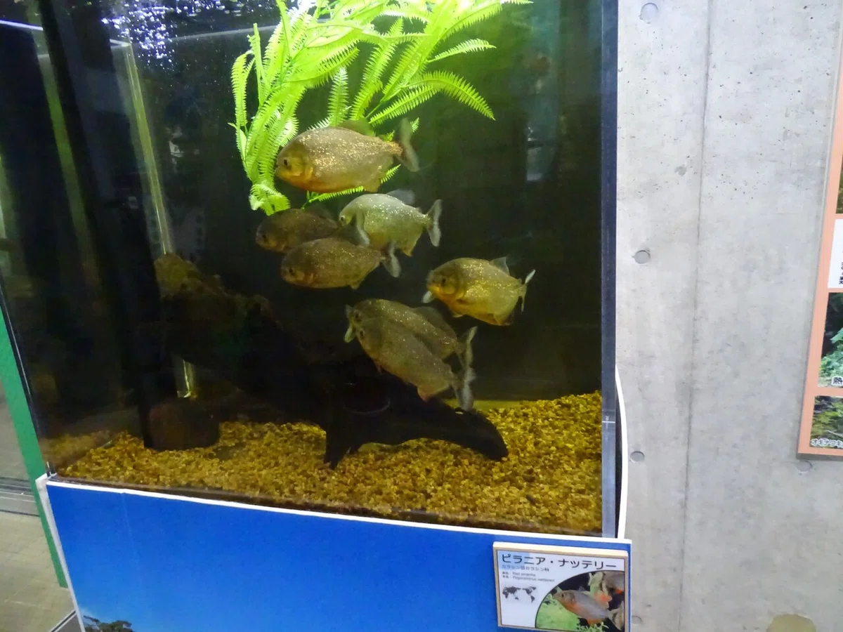 画像114