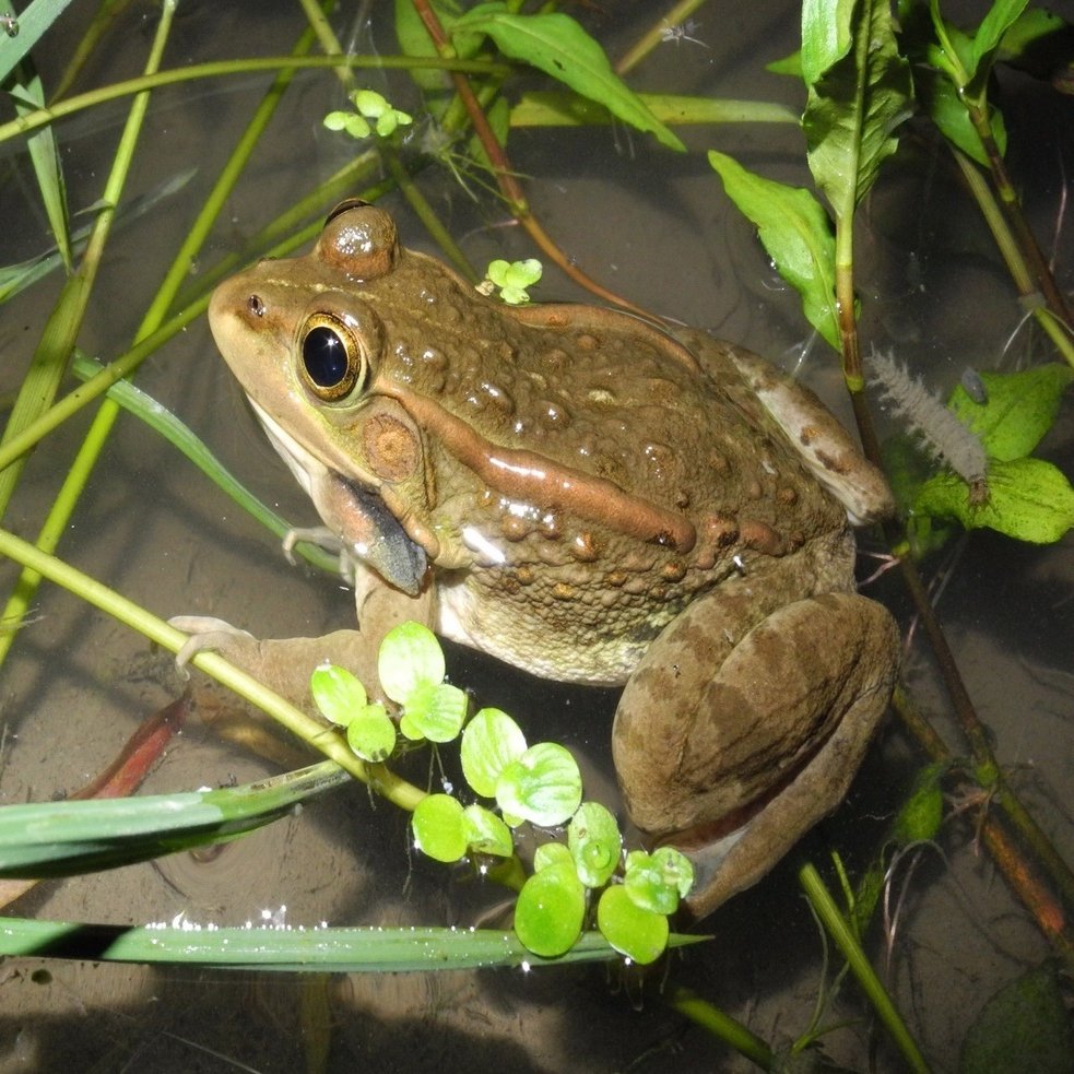 いくつ知ってる 東京 の名前がついた生き物 連載 東京いきもの散歩 川上洋一 Hayakawa Books Magazines B