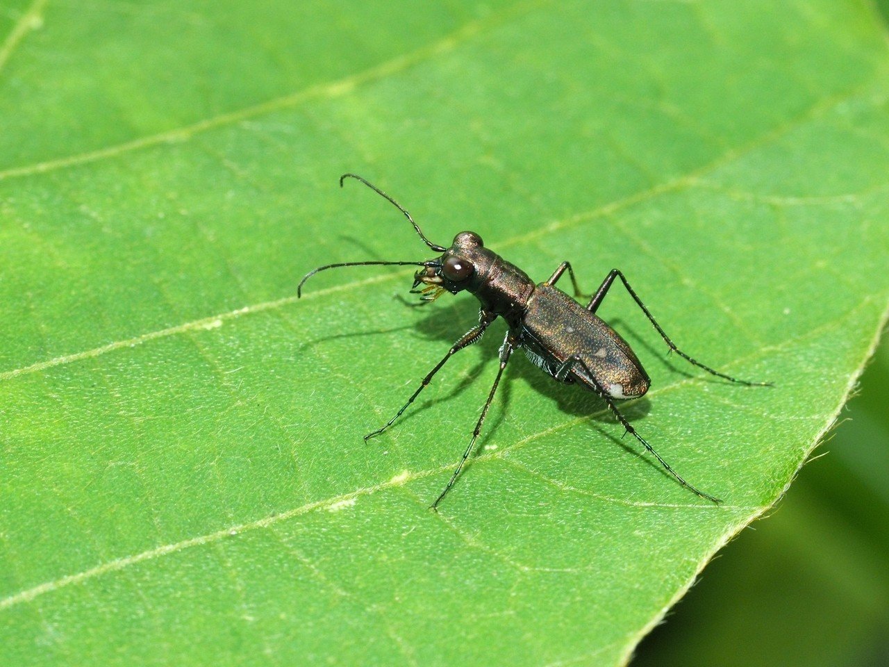 いくつ知ってる 東京 の名前がついた生き物 連載 東京いきもの散歩 川上洋一 Hayakawa Books Magazines B