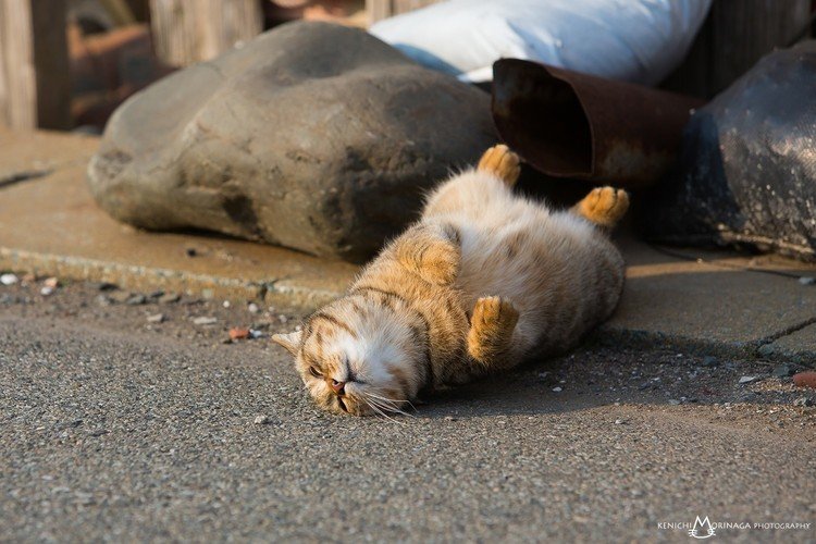 ネコの島として人気が出てきている福岡の相島にて。たぬきの置物か、ぬいぐるみが転がっていると思ったら、なんとネコだった。ノラネコがここまで安心しきって居眠りができるほど安心できる島なんですよねえ。