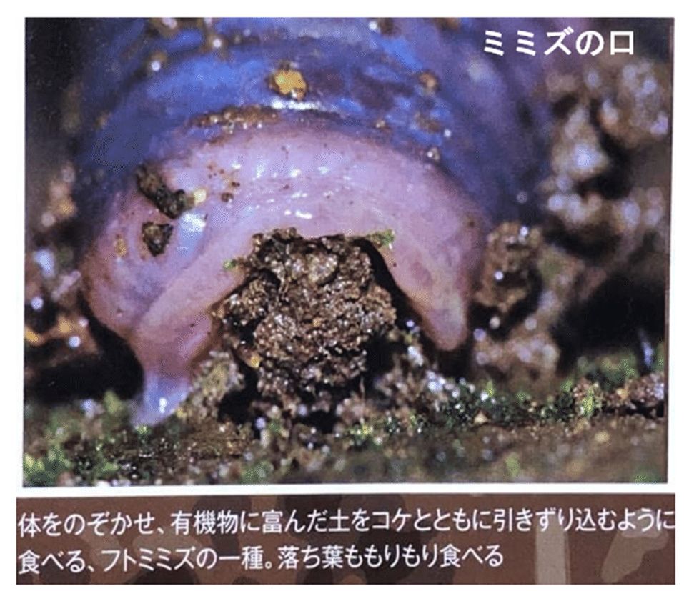 ミミズは畑の神様 農業 農業大好き 小川隆宏 Note