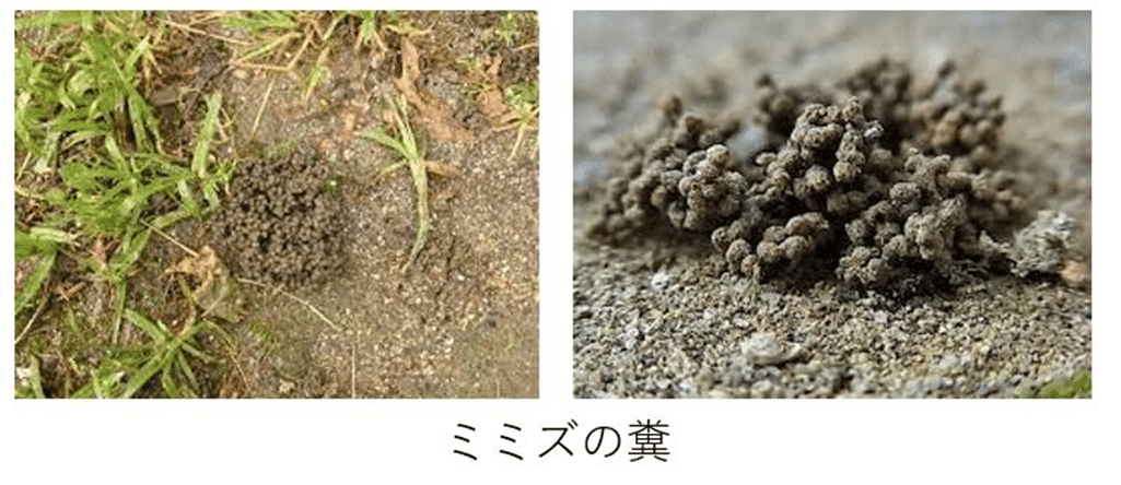 ミミズは畑の神様 農業 農業大好き 小川隆宏 Note