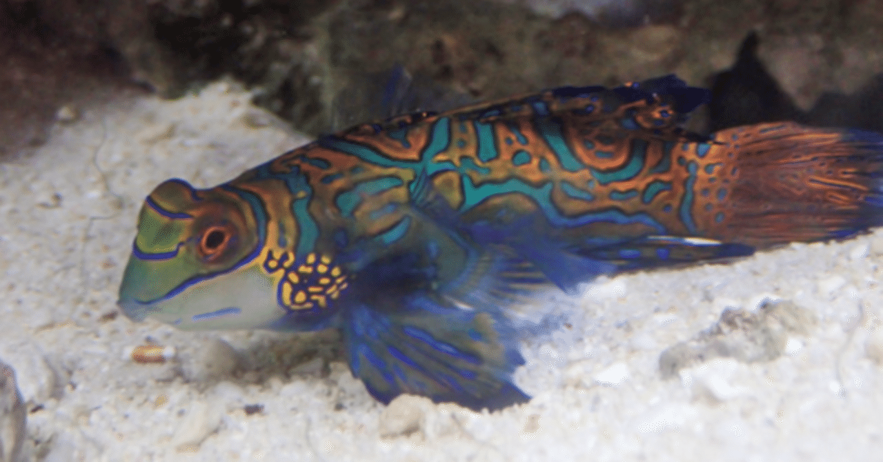 マンダリンフィッシュ の新着タグ記事一覧 Note つくる つながる とどける マンダリンフィッシュ の新着タグ記事一覧 Note つくる つながる とどける