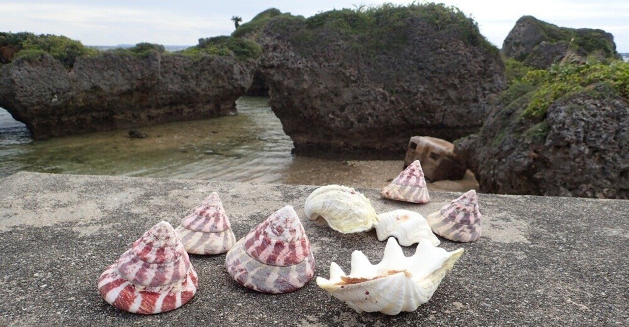 テング貝 宮古島 伊良部島