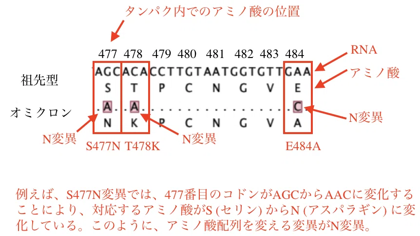 オミクロン変異考察の図1