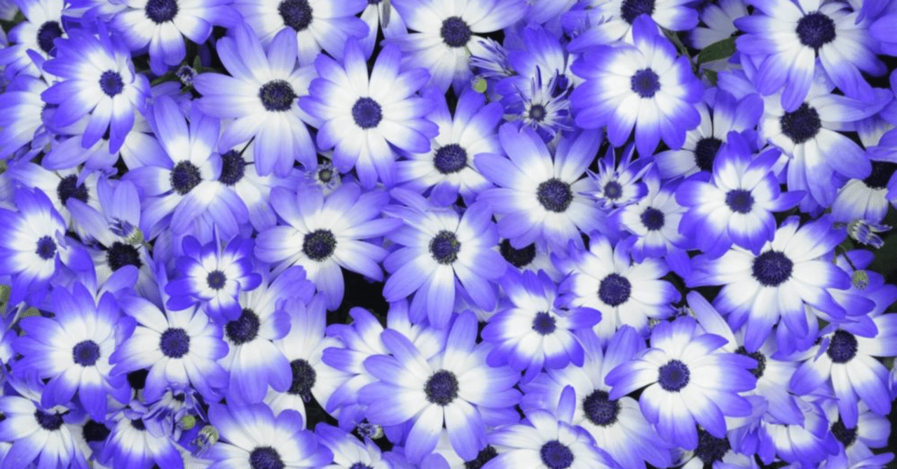 12 23の誕生花と花言葉 19 Nkma23 1 9連続投稿 Note 12 23の誕生花と花言葉 19 Nkma23 1 9連続投稿 Note