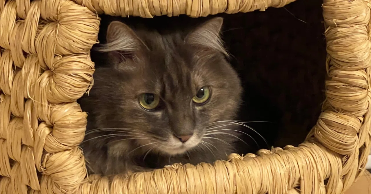 猫つぐらに猫が入らなくてもあきらめないで｜藁猫堂（わらねこどう）