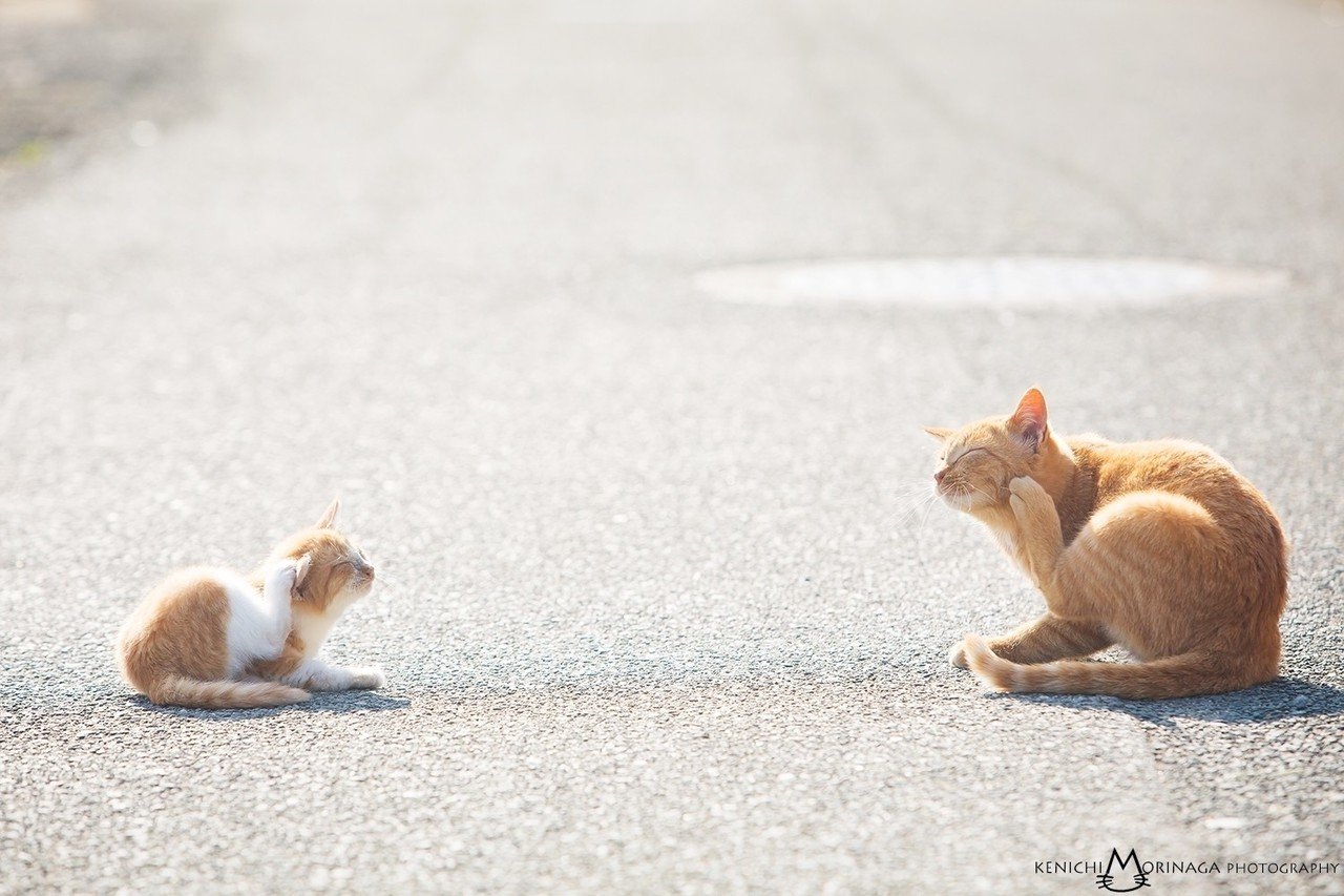 耳の後ろが痒いときはこうやるにゃん 猫写真家 森永健一 モリケン フォトエッセイ執筆 取材撮影 ネコ写真イベントもしています Note 耳の後ろが痒いときはこうやるにゃん 猫写真家 森永健一 モリケン フォトエッセイ執筆 取材撮影 ネコ写真イベントもしています Note