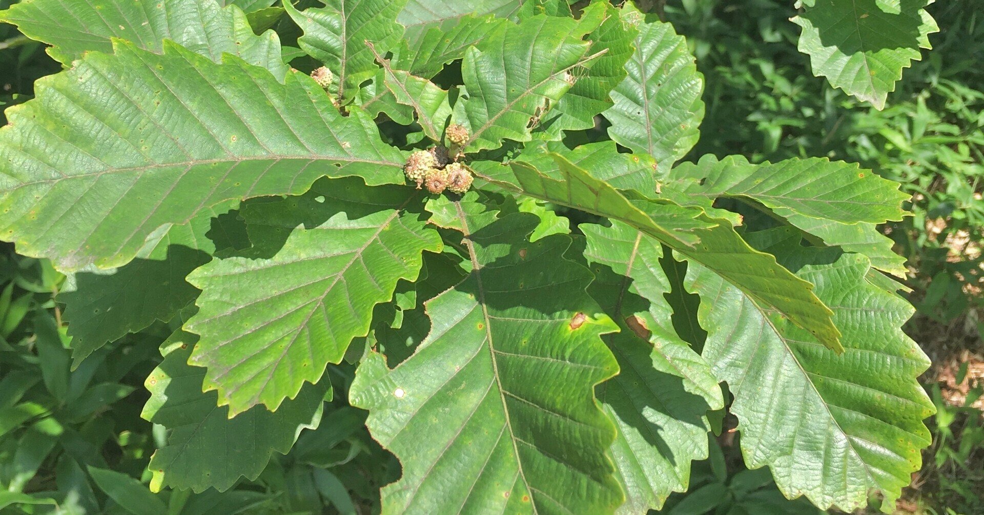 ミズナラ（水楢） ミズナラ 水楢 天然木 切り株 丸太 輪切り 高さ約28㎝