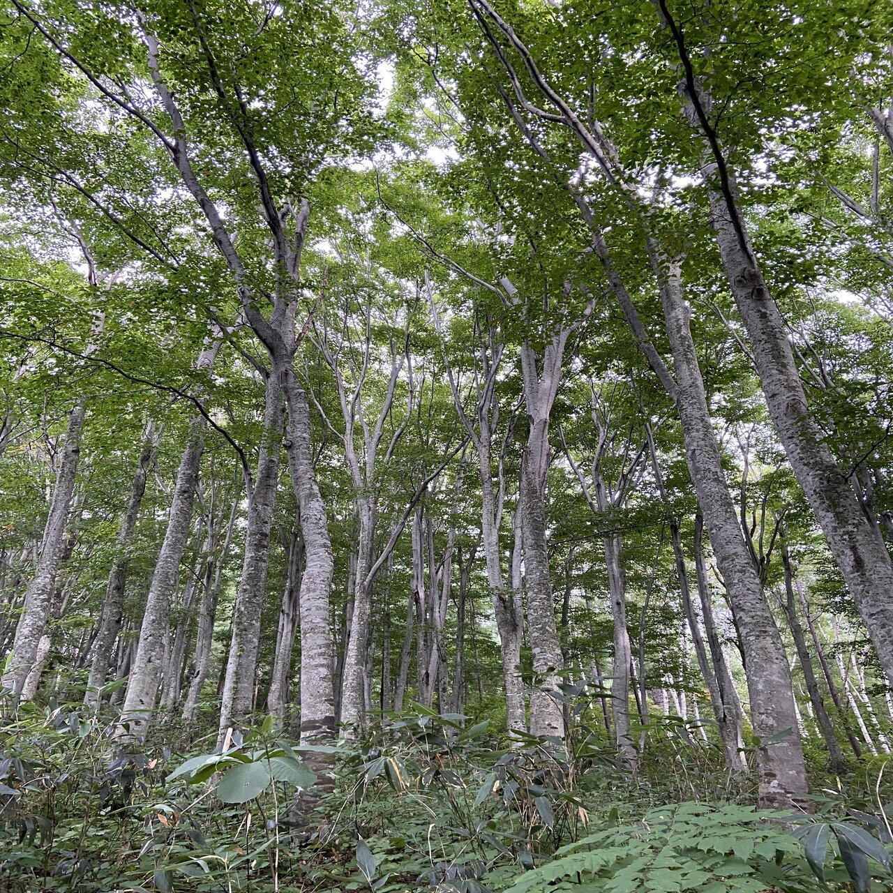 樹木図鑑 vol.16 ミズナラ 森の怖さを教えてくれる樹｜harunire0321