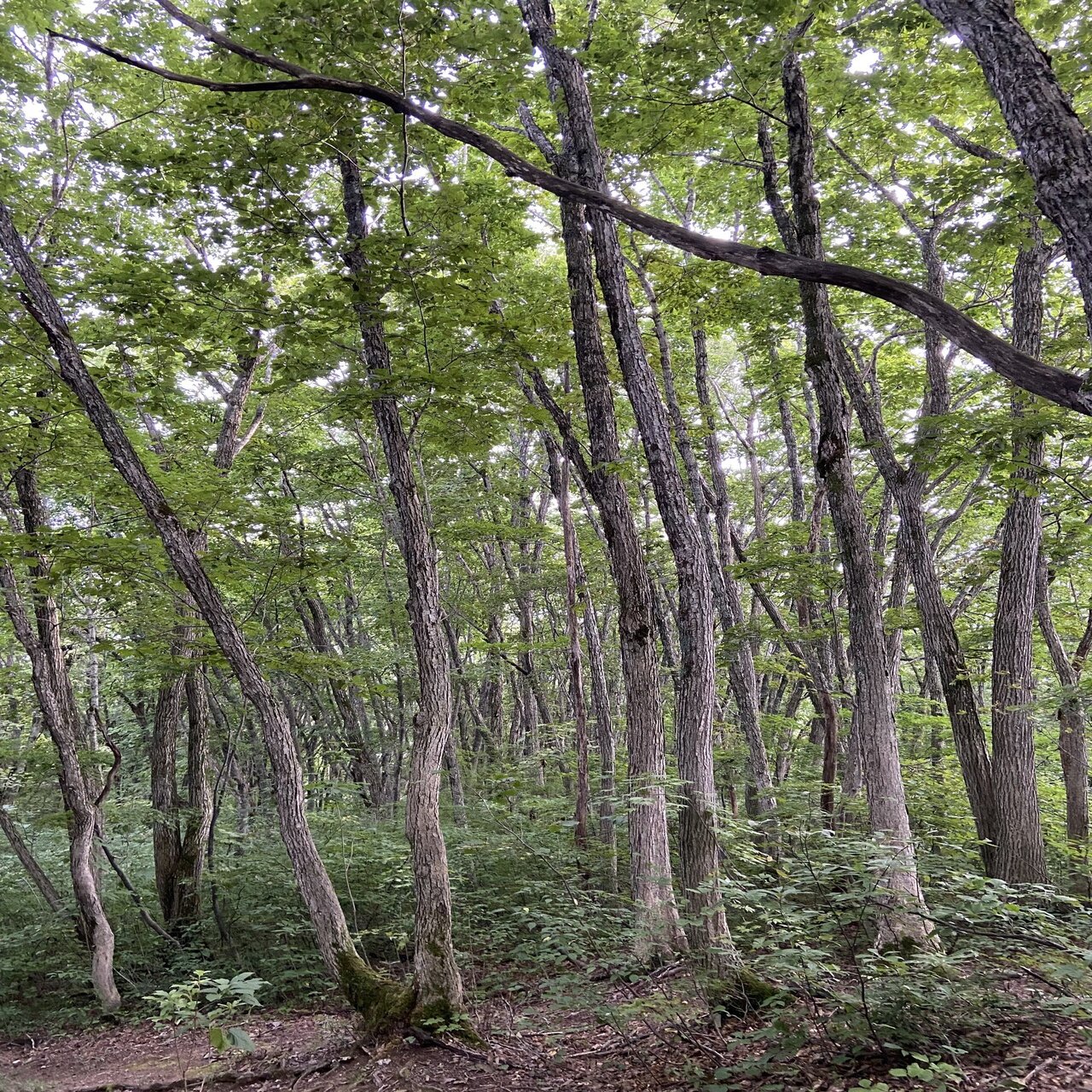 樹木図鑑 vol.16 ミズナラ 森の怖さを教えてくれる樹｜harunire0321