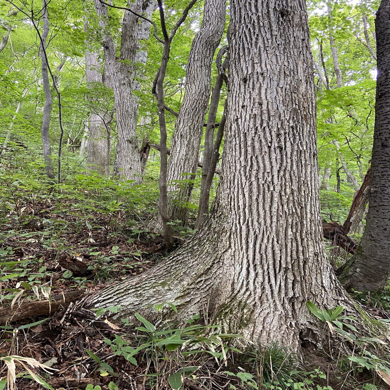 樹木図鑑 vol.16 ミズナラ 森の怖さを教えてくれる樹｜harunire0321