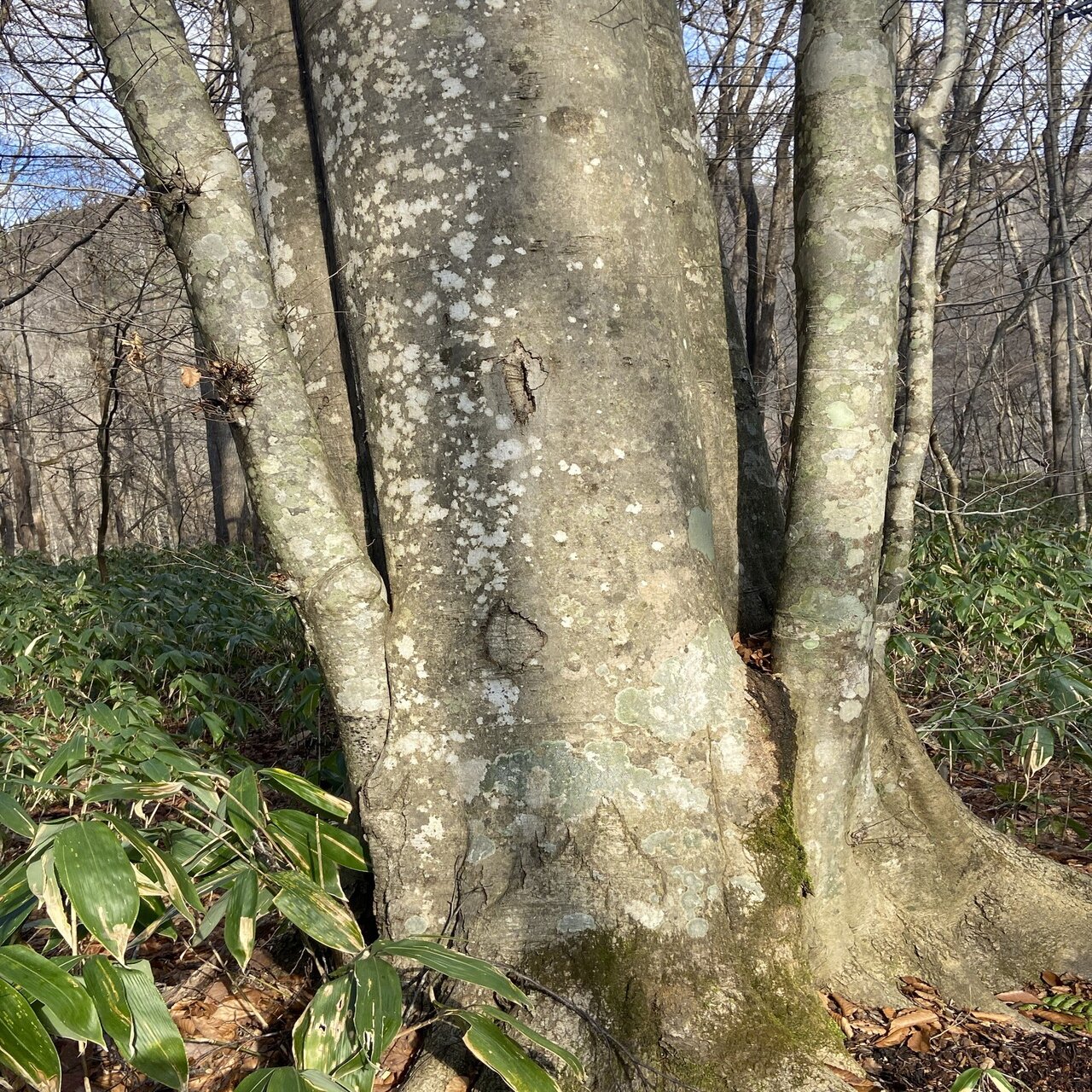 樹木図鑑 vol.16 ミズナラ 森の怖さを教えてくれる樹｜harunire0321