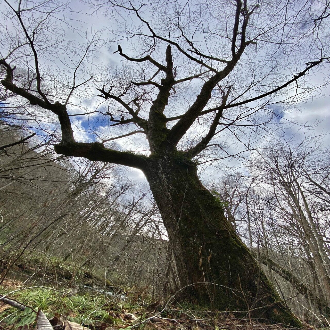 樹木図鑑 vol.16 ミズナラ 森の怖さを教えてくれる樹｜harunire0321