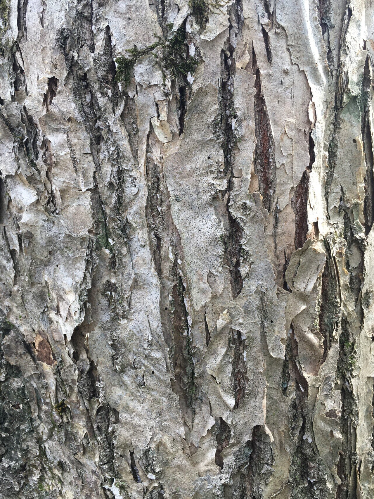 樹木図鑑 vol.16 ミズナラ 森の怖さを教えてくれる樹｜harunire0321