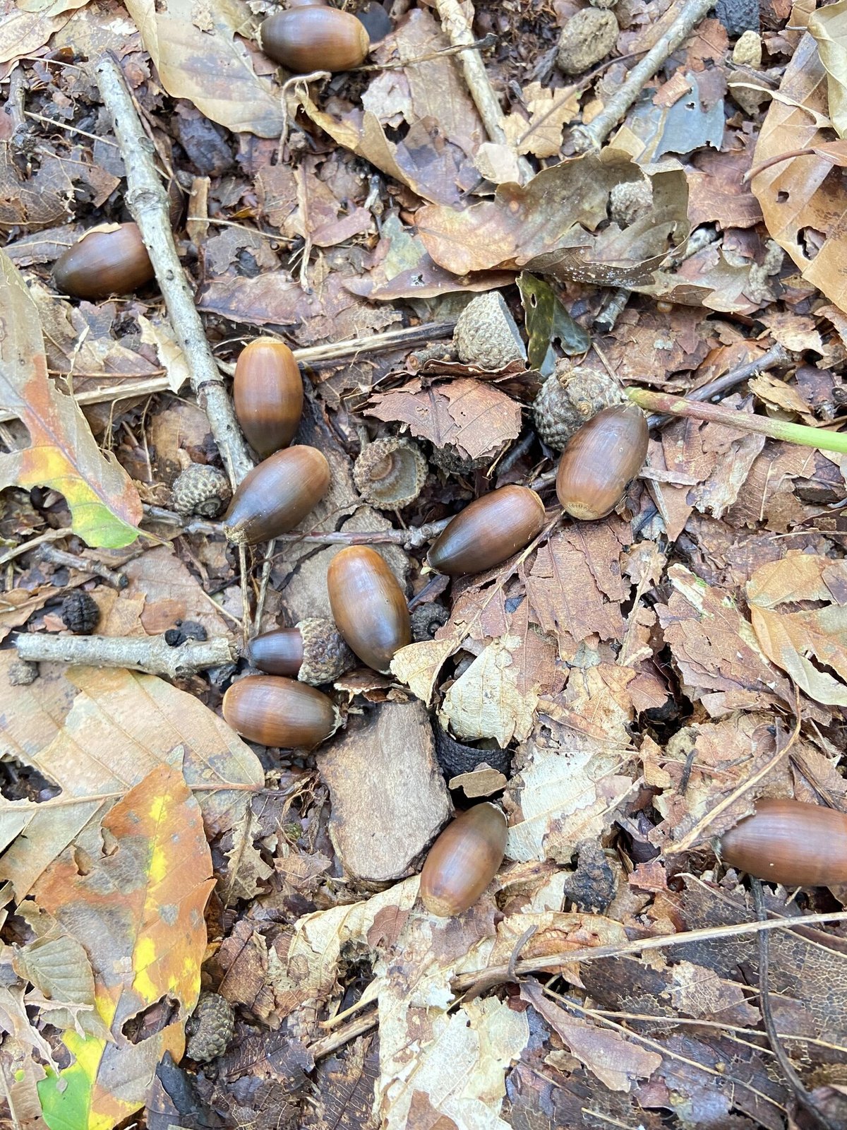 樹木図鑑 vol.16 ミズナラ 森の怖さを教えてくれる樹｜harunire0321