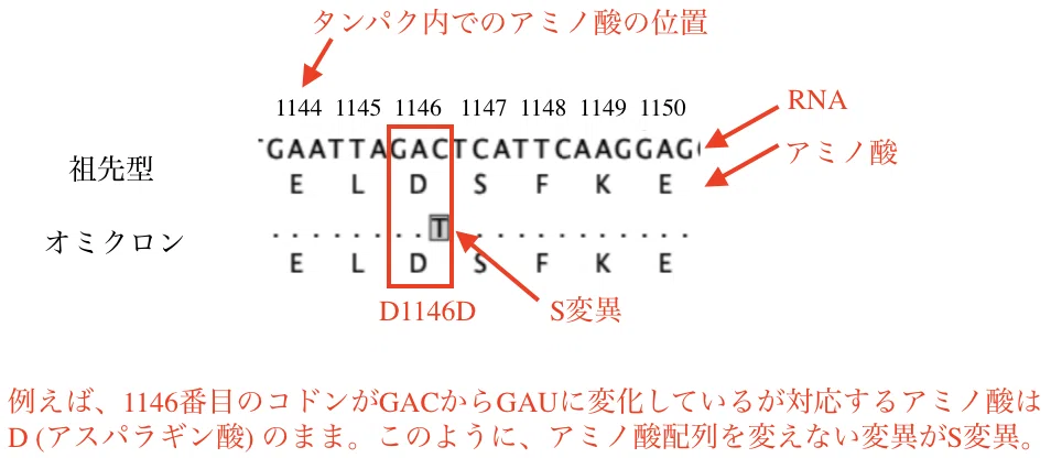 オミクロン変異考察の図2