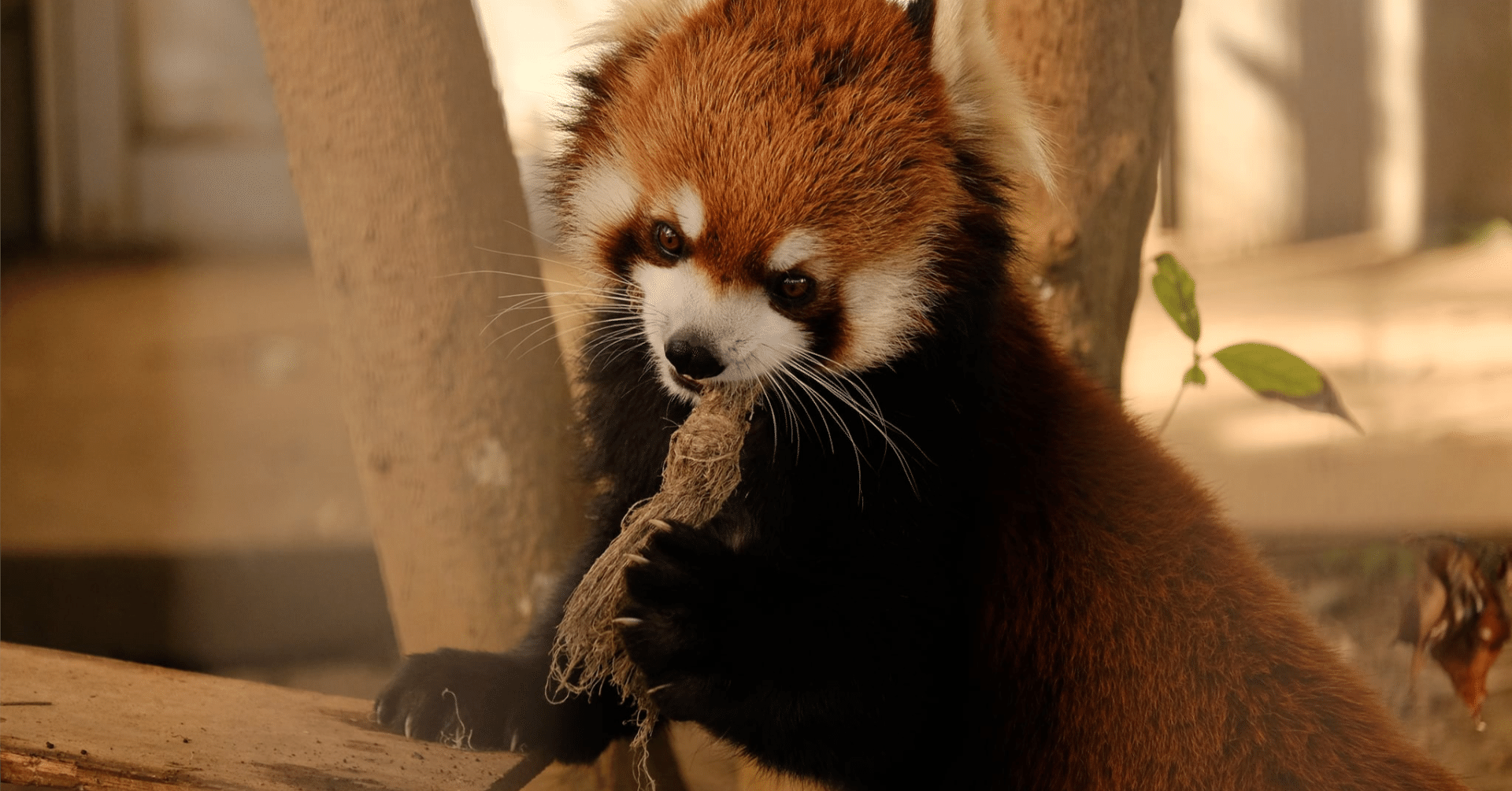 四川系レッサーパンダの呼称及び学名について ふもと Note