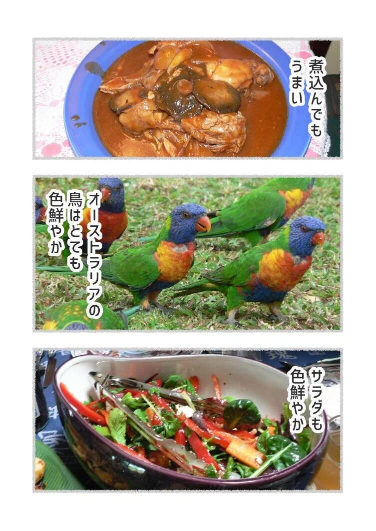 オーストラリアの派手鳥_002
