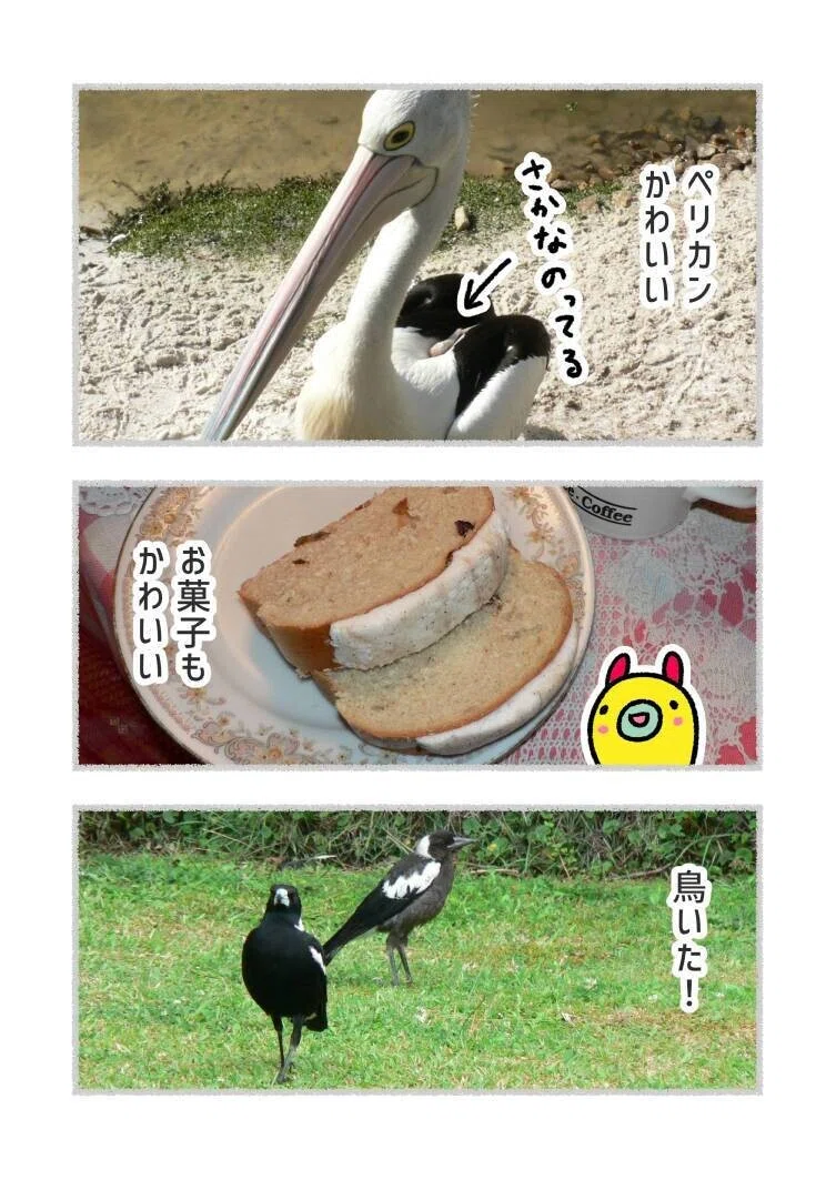 オーストラリアの派手鳥_003