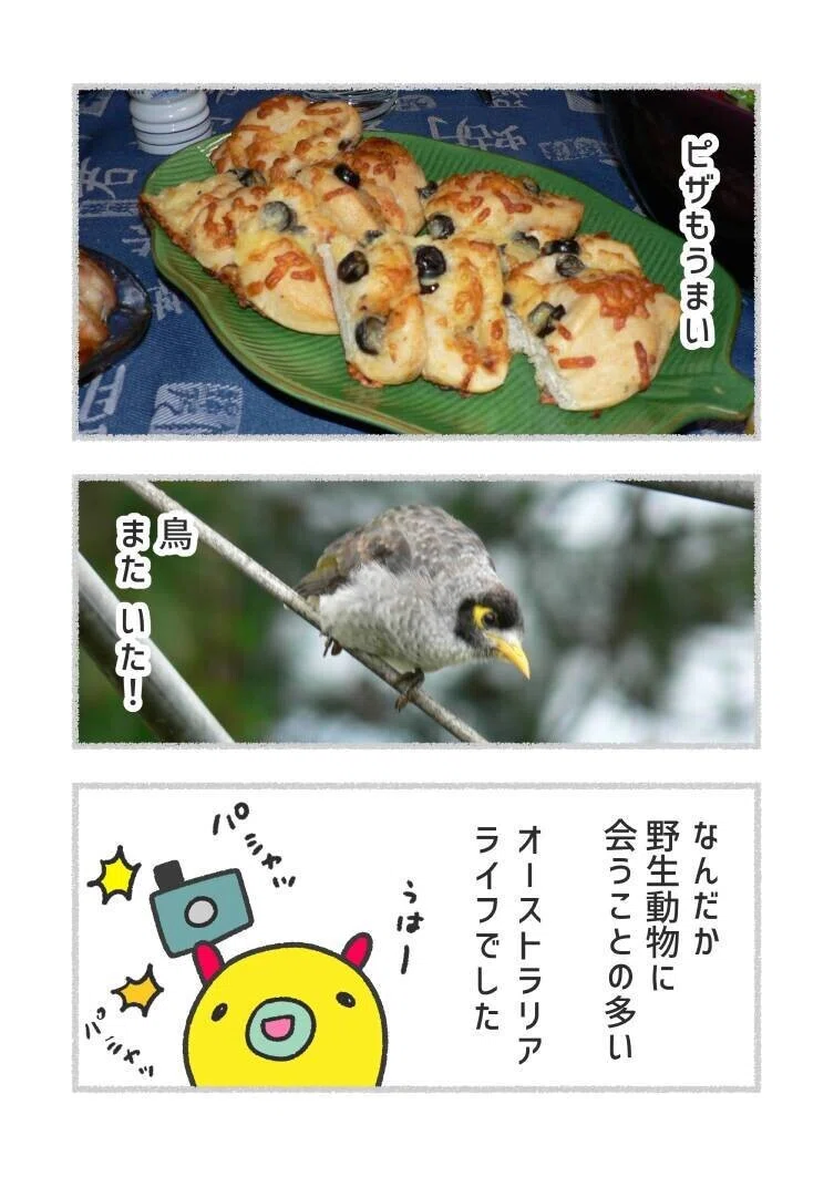 オーストラリアの派手鳥_004