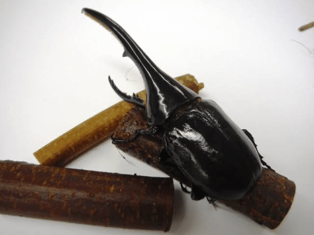 ヘラクレスオオカブトが生息するグアドループ島の気候について｜やまご