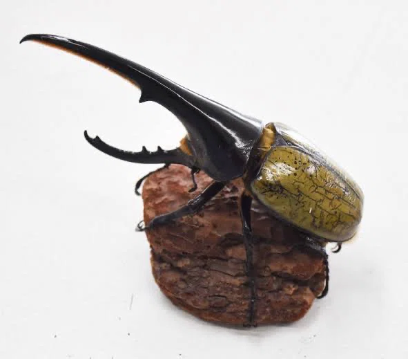 ヘラクレスオオカブトが生息するグアドループ島の気候について｜やまご