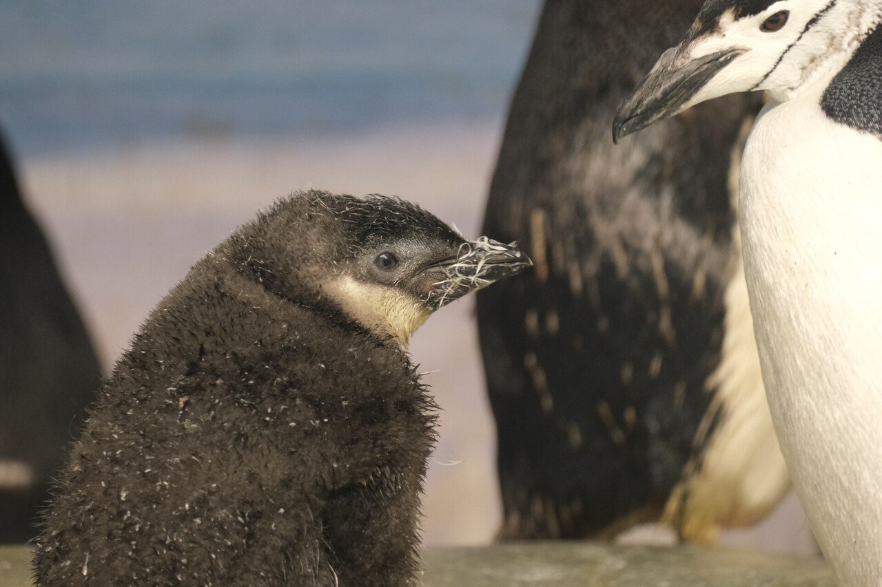 またペンギンを 眼鏡屋 56 Note