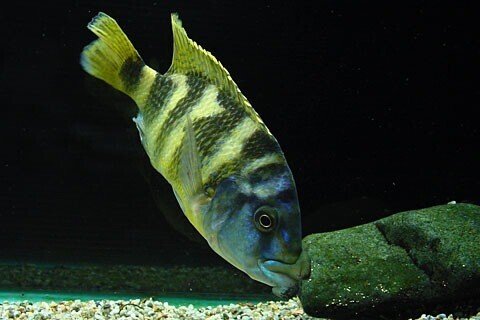 洋書マラウイシクリッド　自然生態 洋書 シクリッド Malawi cichlids in their natural habitat