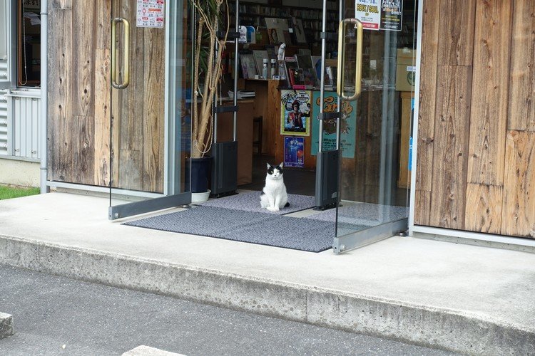アナログレコードを買いに行ったらお店の前で看板猫が待ち構えていました。