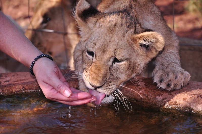 ライオン・飼育・野生・生き残り・生存・水・保護